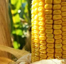 China's corn imports from the United States would total 30 million tonnes next year, the Food and Agriculture Organization of the United Nations (FAO) said.