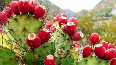 Mexico and Algeria are negotiating a Cooperation Agreement on research and development of opuntia ficus indica SPP (Prickly pear cactus) and a Memorandum of Understanding on cooperation in fisheries and aquaculture matters.