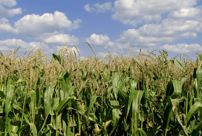Las importaciones de glifosato a México de enero a julio de 2021 representaron una décima parte en comparación con el mismo periodo de 2019, informó el gobierno mexicano. Glyphosate imports to Mexico from January to July 2021 represented one tenth compared to the same period in 2019, the Mexican government reported.