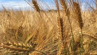 El precio del trigo seguirá creciendo en el ciclo 2022-2023 como consecuencia de la invasión de Rusia a Ucrania. Wheat prices will continue to grow in the 2022-2023 cycle as a result of Russia's invasion of Ukraine.