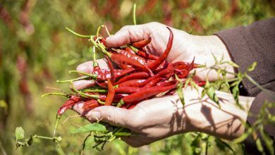 The Mexican Ministry of Economy published this Monday the Official Mexican Standard NOM-239-SE-2020, Chile Yahualica (Capsicum annuum L.) -Denomination-Specifications, commercial information and test methods.