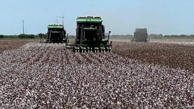 The glyphosate import ban affects cotton production in Mexico, the United States Department of Agriculture (USDA) said in a report.