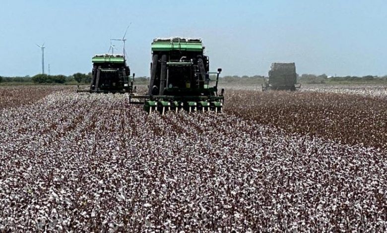The glyphosate import ban affects cotton production in Mexico, the United States Department of Agriculture (USDA) said in a report.