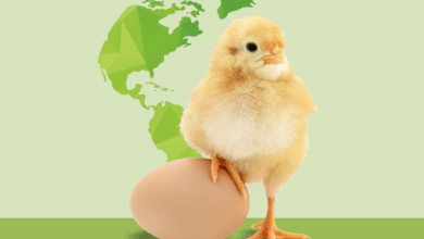 Industrias Bachoco informó que incrementó 4.2% su producción de huevo en México en 2020, a 12,500 toneladas cada mes. Industrias Bachoco reported that it increased 4.2% its egg production in Mexico in 2020, to 12,500 tons each month.