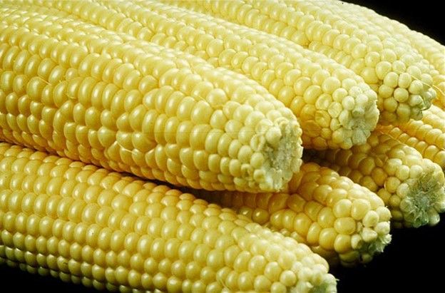 Consumo de maíz crecerá 0.5%: USDA. Corn consumption will grow 0.5%: USDA. La consommation de maïs va augmenter de 0,5%: USDA.