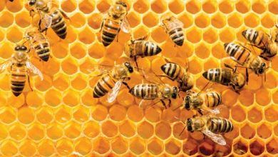Estados Unidos lideró las importaciones mundiales de miel natural en 2020, con compras externas de 441 millones de dólares. The United States led the world in natural honey imports in 2020, with foreign purchases of $ 441 million.