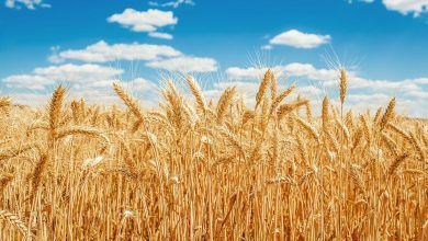 El trigo es el principal grano alimenticio producido en Estados Unidos. Wheat is the principal food grain produced in the United States.