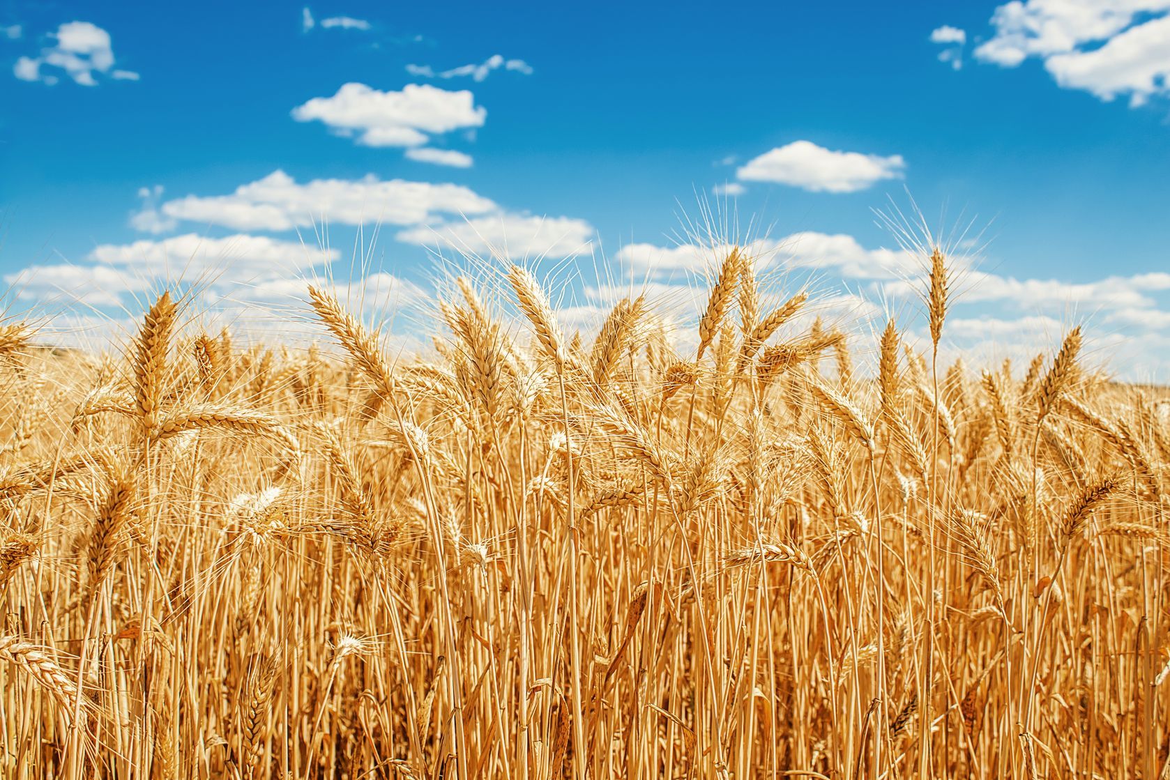 El Consejo Internacional de Cereales (CIC) proyectó que China podría superar a la Unión Europea en la producción de trigo. The International Grains Council (CIC) projected that China could surpass the European Union in wheat production.