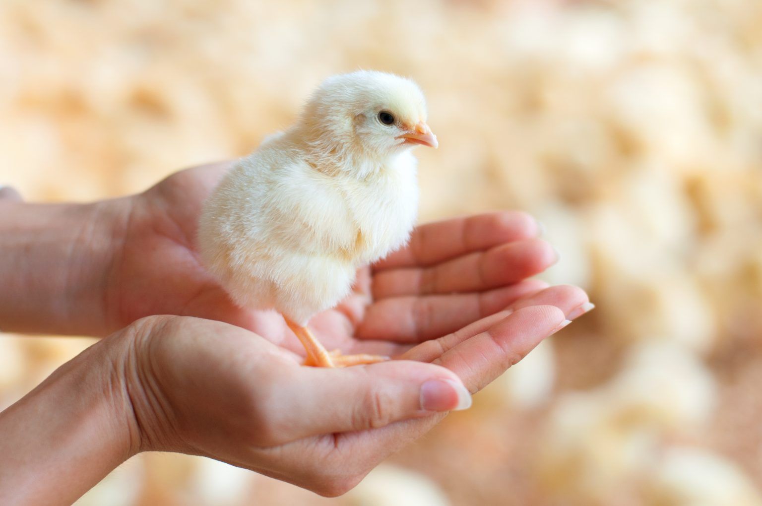 The World’s Top Chicken Producers in 2020 Opportimes