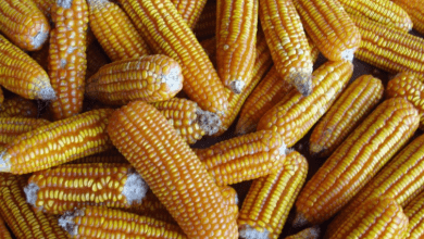 El Banco Mundial espera que la producción mundial de maíz crezca casi un 2 por ciento esta temporada en comparación con 2019-20. The World Bank expects global corn production to grow by nearly 2 percent this season compared to 2019-20.