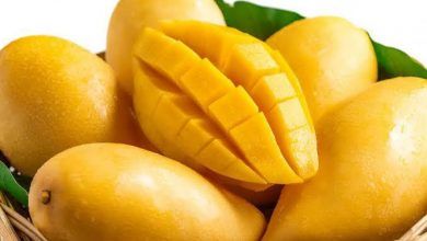 Las exportaciones de mango de México crecieron a una tasa interanual de 30.3% de enero a abril de 2021, a 108,700 toneladas. Mango exports from Mexico grew at a year-on-year rate of 30.3% from January to April 2021, to 108,700 tons.