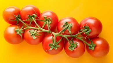 Las exportaciones de tomates de México batieron récord en 2020 y mantuvieron una tendencia creciente en el primer trimestre de 2021. Tomato exports from Mexico broke a record in 2020 and maintained an upward trend in the first quarter of 2021.