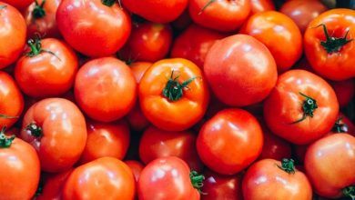 México, seguido de Países Bajos, España y Marruecos, se colocaron como los principales exportadores de tomates en el mundo en 2020. Mexico, followed by the Netherlands, Spain and Morocco, were positioned as the main exporters of tomatoes in the world in 2020.