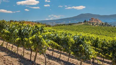 La empresa Parmawines Italy busca distribuidores de vino en México, Canadá, China, Rusia y Japón. The Parmawines Italy company operates distributors of wine in México, Canada, China, Rusia and Japón.