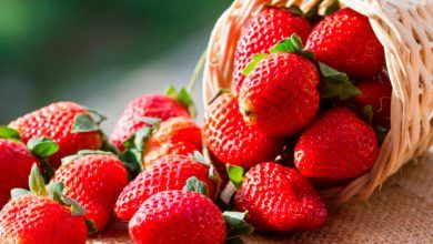 México ha tenido éxito en sus exportaciones de berries, desde fresas y moras hasta zarzamoras y jugo de arándano. Mexico has been successful in its exports of berries, from strawberries and blackberries to blackberries and cranberry juice.