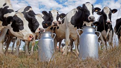 En las ventas de Grupo Lala ha crecido la importancia de la leche en comparación con otras categorías de productos. In Grupo Lala's sales, the importance of milk has grown compared to other product categories.