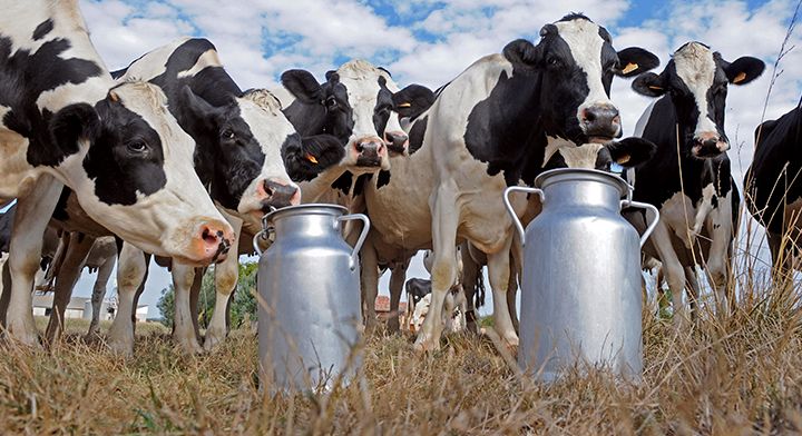 En las ventas de Grupo Lala ha crecido la importancia de la leche en comparación con otras categorías de productos. In Grupo Lala's sales, the importance of milk has grown compared to other product categories.