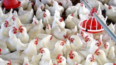 Del total de las ventas de pollo en Estados Unidos, 90% se realiza en cortes, de acuerdo con la empresa Bachoco. Of the total chicken sales in the United States, 90% is made in cuts, according to the Bachoco company.