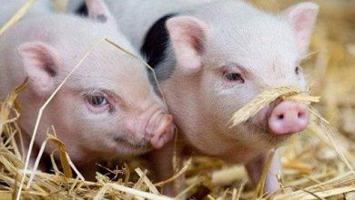 Los principales países exportadores de cerdos vivos del mundo en 2020 fueron Dinamarca, Países Bajos, China, Tailandia y Canadá. The world's top live pig exporting countries in 2020 were Denmark, the Netherlands, China, Thailand and Canada.