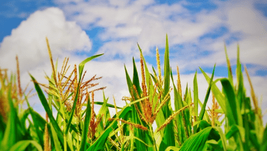 La producción mundial de cereales secundarios para la temporada 2021/22 aumentó en 12.5 millones de toneladas en septiembre de 2021, estimó el USDA. Global coarse grain production for the 2021/22 season increased by 12.5 million tonnes in September 2021, the USDA estimated.