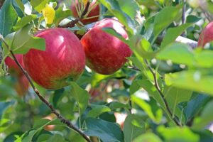 Mercado mundial de frutas y verduras frescas crecerá 3% hasta 2024