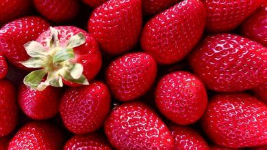 Las ventas externas de fresas frescas crecieron 18% en forma interanual de enero a agosto de 2021, informó la Secretaría de Economía. Foreign sales of fresh strawberries grew 18% year-on-year from January to August 2021, reported the Ministry of Economy.