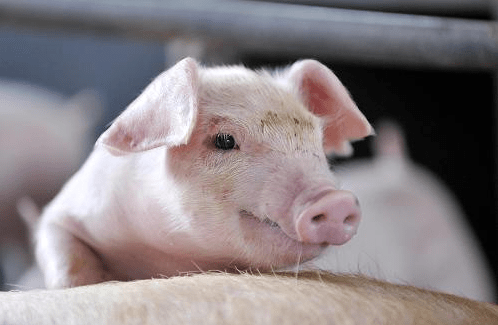 Un programa para apoyar la producción porcina en China tiene la meta de agregar 22 millones de cerdos sacrificados por año, destacó la empresa China Xiangtai Food Co. A program to support pig production in China has a goal of adding 22 million slaughtered pigs per year, noted the Chinese company Xiangtai Food Co.