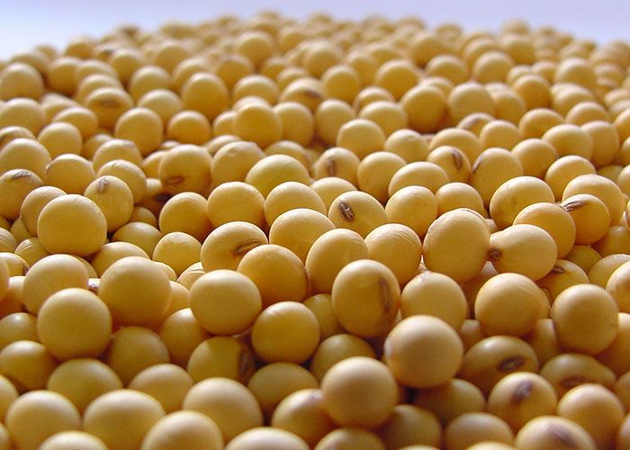 Brasil abracará 37% de la producción de soya en el mundo en el ciclo 2021-2022. Brazil will embrace 37% of soybean production in the world in the 2021-2022 cycle.