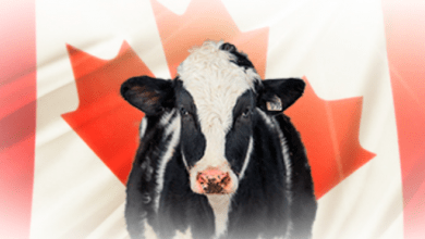 El gobierno de Canadá ofreció aclaraciones relacionadas con sus apoyos a la producción de leche en el marco del T-MEC, TIPAT y CUSMA. The government of Canada offered clarifications related to its support for milk production under the T-MEC, TIPAT and CUSMA.