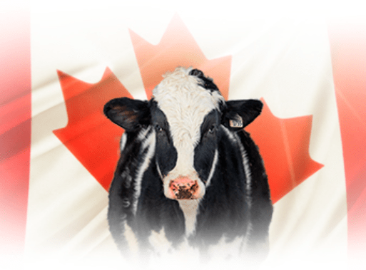 El gobierno de Canadá ofreció aclaraciones relacionadas con sus apoyos a la producción de leche en el marco del T-MEC, TIPAT y CUSMA. The government of Canada offered clarifications related to its support for milk production under the T-MEC, TIPAT and CUSMA.