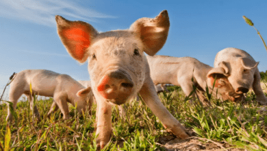 La Peste Porcina Africana (PPA) llegó a Macedonia del Norte, informó que la Organización Mundial de Sanidad Animal (OIE). African Swine Fever (ASF) has arrived in North Macedonia, reported the World Organization for Animal Health (OIE).