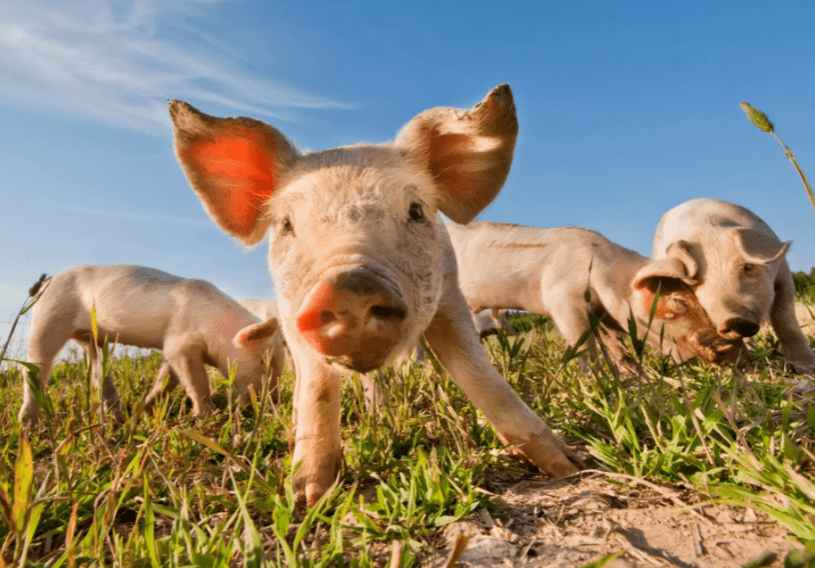 La Peste Porcina Africana (PPA) llegó a Macedonia del Norte, informó que la Organización Mundial de Sanidad Animal (OIE). African Swine Fever (ASF) has arrived in North Macedonia, reported the World Organization for Animal Health (OIE).
