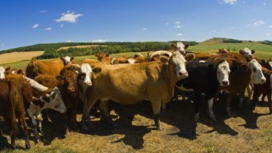 Brasil incrementó 58% en forma interanual sus exportaciones de carne de bovino a Estados Unidos de enero a noviembre de 2021. Brazil increased its beef exports to the United States by 58% year-on-year from January to November 2021.