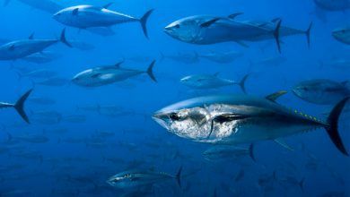 México y Ecuador mantienen posiciones encontradas en cuanto a la regla de origen del atún enlatado. Mexico and Ecuador maintain conflicting positions regarding the rule of origin for canned tuna.