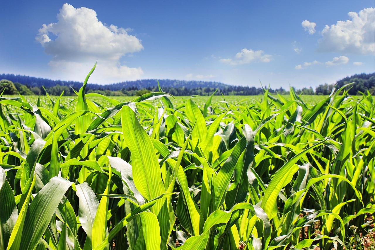 China y México se colocaron como los mayores importadores de maíz estadounidense en 2021, de acuerdo con cifras de la USITC. China and Mexico ranked as the largest importers of US corn in 2021, according to USITC figures.