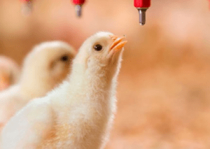 Tyson Foods: Discovery Center e automatização