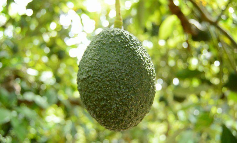 Deforestación y exportaciones de aguacate de México. Deforestation and avocado exports from Mexico. Déforestation et exportations d'avocats du Mexique.