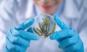 Bon Natural Life construirá una nueva planta en China. Bon Natural Life will build a new plant in China.