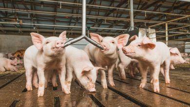 Las exportaciones de carne de cerdo de Estados Unidos batieron récord en 2021, al totalizar 8,107 millones de dólares. US pork exports broke a record in 2021, totaling $8.107 million.