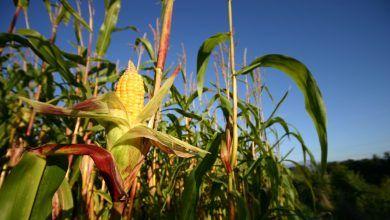 La FAO proyecta que se requieran más de 1,000 millones de toneladas adicionales de producción mundial anual de cereales para 2050. The FAO projects that more than 1 billion additional tons of annual global cereal production will be required by 2050.