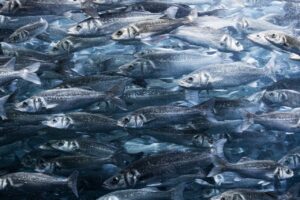 Acuacultura representa 46% de la producción mundial de pescado