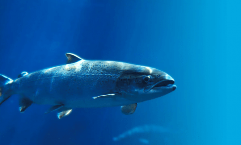 La acuacultura representa 46% de la producción mundial de pescado. Aquaculture accounts for 46% of world fish production.