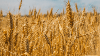 Las exportaciones de cereales se han afectadas por problemas de logística y de financiamiento como consecuencia del conflicto entre Rusia y Ucrania. Cereal exports have been affected by logistics and financing problems as a result of the conflict between Russia and Ukraine.