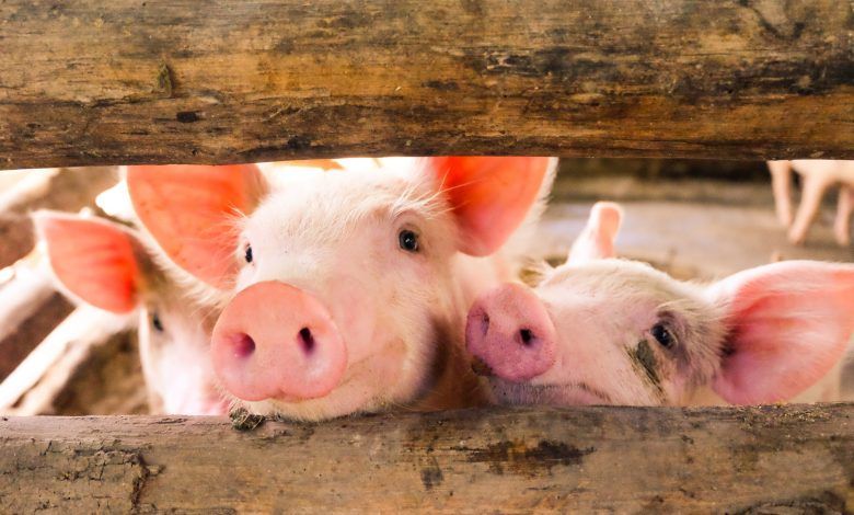 Estados Unidos mantuvo un dominio en las importaciones agrícolas a México, indicó el USDA. The United States maintained a dominance in agricultural imports to Mexico, the USDA said.