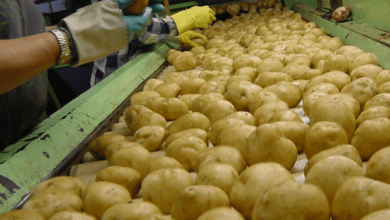 Canadá y México fueron los principales mercados de exportación para las papas frescas y refrigeradas de Estados Unidos en 2021. Canada and Mexico were the top export markets for US fresh and chilled potatoes in 2021.
