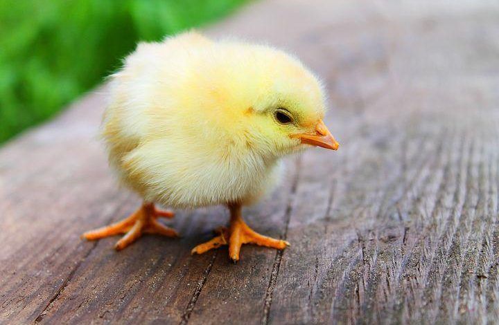 El consumo per-cápita de carne de pollo fue de 33.5 kilogramos en México en 2021. The per capita consumption of chicken meat was 33.5 kilograms in Mexico in 2021.