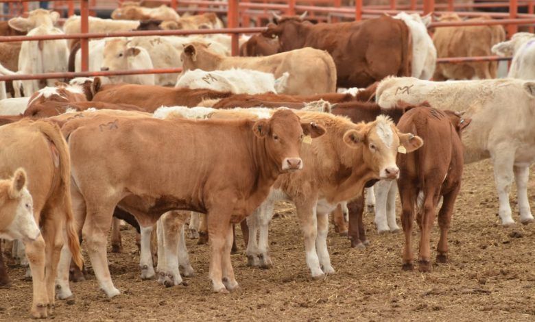 México eliminará a partir de este martes aranceles a importaciones de ciertas clasificaciones de pollos, cerdos y bovinos. Starting this Tuesday, Mexico will eliminate tariffs on imports of certain classifications of chickens, pigs and cattle.