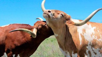 La Cofece de México informó este martes que iniciará una investigación sobre el mercado de carne de bovino. Mexico's Cofece reported Tuesday that it will launch an investigation into the beef market.