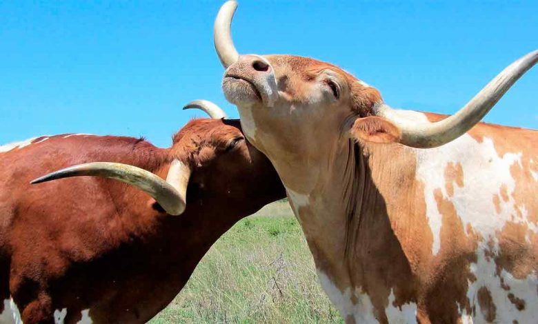 La Cofece de México informó este martes que iniciará una investigación sobre el mercado de carne de bovino. Mexico's Cofece reported Tuesday that it will launch an investigation into the beef market.