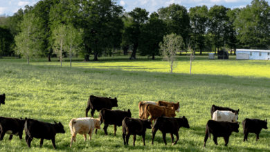 Estados Unidos registró exportaciones de carne de bovino por un valor de 2,644 millones de dólares en el primer trimestre de 2022. The United States registered beef exports worth 2,644 million dollars in the first quarter of 2022.